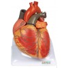 ADVANCED ANATOMICAL MODEL OF HUMAN HEART (SOFT)
